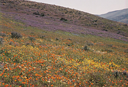 Photo taken in the Griswold Hills, San Benito County © Dean W. Taylor, 